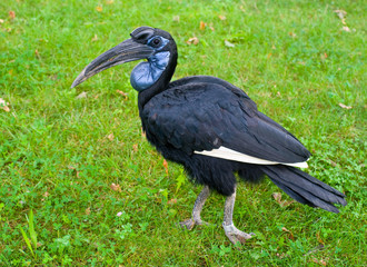 african hornbill