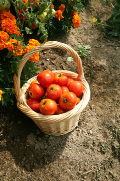 panier de tomates du jardinier en osier