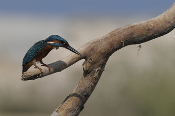 The Common Kingfisher (Alcedo atthis) at Maagan Michael Lake