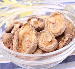 Shiitake Pilze