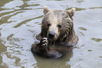 Obraz premium Braunbär (Ursus arctos)
