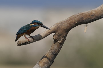 The Common Kingfisher (Alcedo atthis) at Maagan Michael Lake