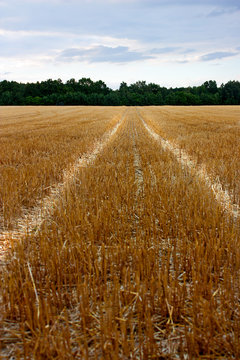 Wege im Feld
