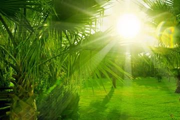 Foto op Plexiglas palmengarten,sonne © Swetlana Wall