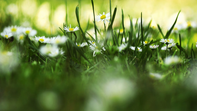 Grass