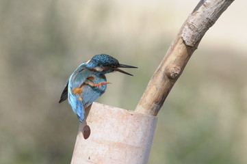 The Common Kingfisher (Alcedo atthis) at Maagan Michael Lake