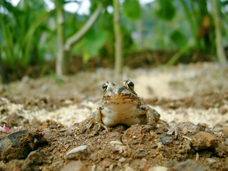 畑のカエル