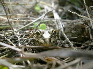 枯れ草に隠れるカエル