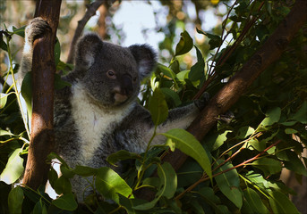 The koala in eucalyptus branches.