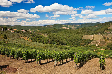 Fototapeta na wymiar Vineyards and olive trees over hills at Chianti, Italy.