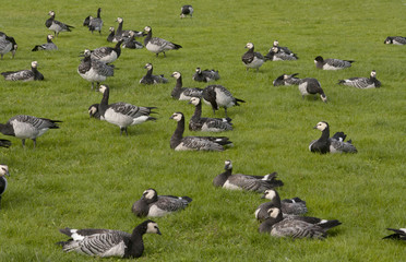 Barnacle goose