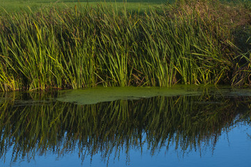 Obraz premium river reeds reflection in water with blue sky