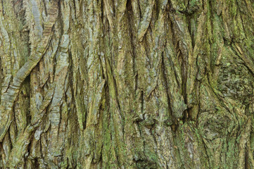 chestnut tree texture