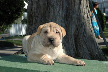 Cachorro Shar Pei