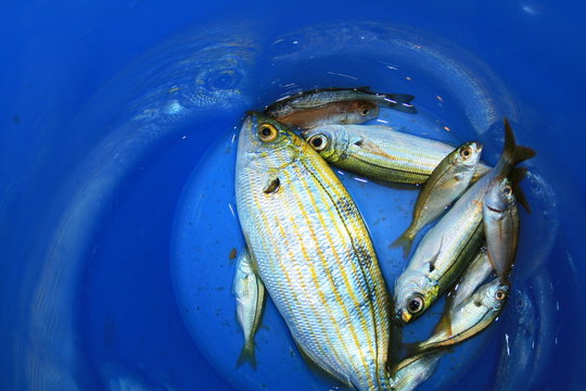 poissons du bassin méditérranéen, la saupe