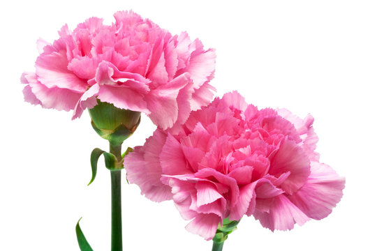 Two Pink Carnation