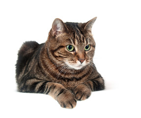 Large adult tabby cat on white background