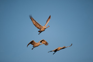 Three sandhill cranes in flight