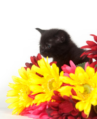 Black kitten and colorful flowers