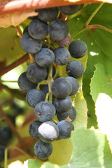 Wine grapes in the vineyard
