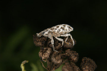 Ruesselkaefer (Curculio)