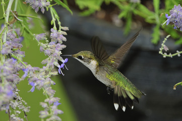 Ruby Throated Hummingbird (Immature male)