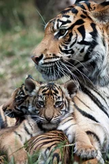 Tableaux ronds sur aluminium brossé Tigre Tigres avec maman