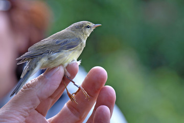 Baguage de fauvette (Hypolaïs polyglotte)