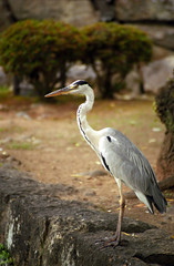 Grey heron, Himeji, Japan
