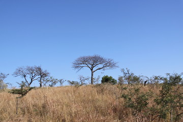 Sudafrica 5