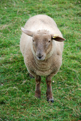 Obraz premium single Sheep on the green