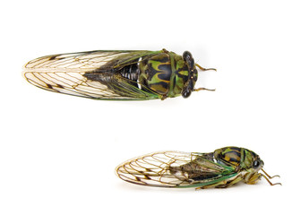 Cicada