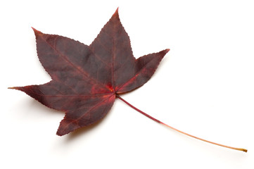 Fall Leaf