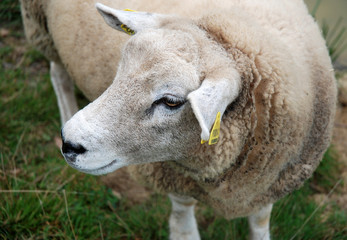 Schaf Frankreich hell