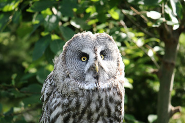 Great Grey Owl