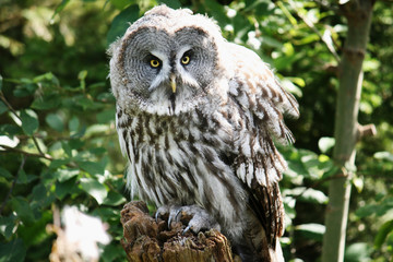 Great Grey Owl