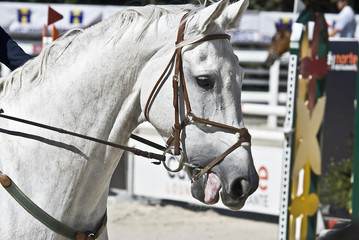 Detalle de las riendas del caballo.