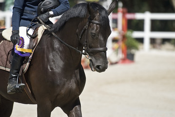 Fototapeta premium Caballo ganador.