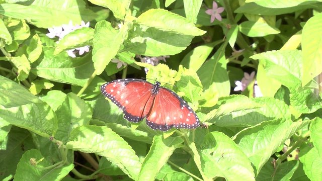 butterfly on plant