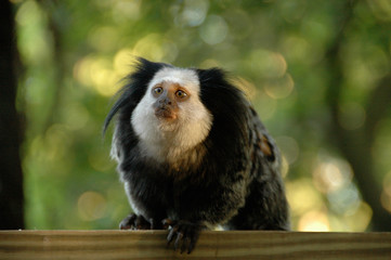 golden lion tamarin