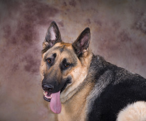 Portrait of a German Shepherd