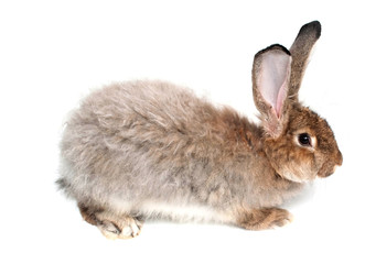 rabbit
