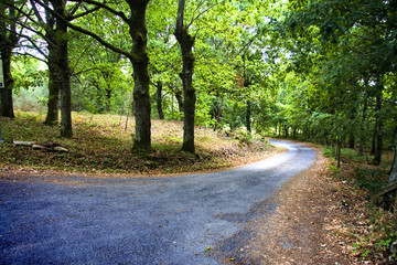 carretera del bosque © carballo