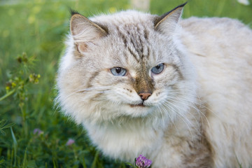 Angry cat in the garden