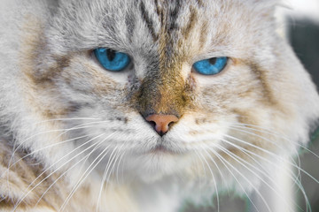 Angry cat with blue eyes