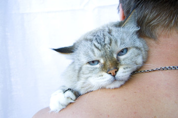 Angry cat on shoulder his owner