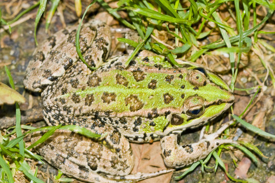 rana verde