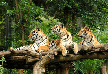 bengal tiger