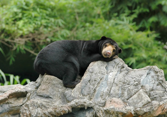 sunbear