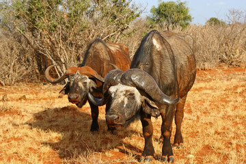 Büffel im Tsavo-East Nationalpark